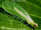 Photo shows green-colored Lacewing with large green wings.