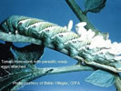 Photo shows a hornworm with many egss attached to the back end of the worm.