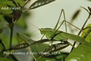 Photo shows a green katydid sitting on a branch.