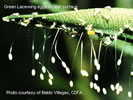 Photo shows eggs hanging from the edge of a leaf.