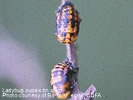 Photo shows two ladybug pupa on a brown twig.