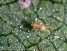 Photo of a tiny, brown-colored mite sitting on a leaf.