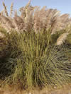 Photo of Pampas Grass which has long stalks with tan colored feather-like tops.