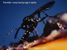 Photo shows a black-colored Parasitic Wasp laying an egg in an aphid.
