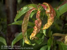 Photo of a peach leaf which is miscolored and curled from Peach Leaf Curl disease.