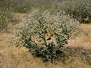 Photo of bush-shaped Pepperweed with light colored flowers.