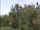 Photo of a pine tree with Pine Pitch canker.