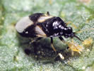 Photo shows a black and gray-colored bug walking on a leaf.