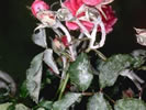 Photo of a rose plant with Powdery Mildew Disease.