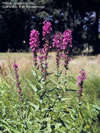Photo of Purple Lossetrife with long stalks topped with purple flowers.