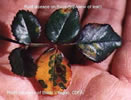 Photo show leaves of a rose plant with rust-colored blotches from Rust Disease