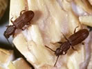 photo shows two beetles.