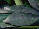 Photo shows leaves with a gray-colored mold on them from Sooty Mold Disease.