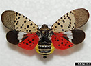 Photo of Spotted Lantern Fly.