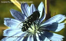 Photo shows a black-colored Syrphid Fly on a flower.