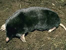 Photo of a brown townsend mole.