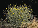 Photo of Yellowstar Thistle which has small yellow flowers.
