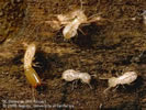 Photo of 4 white-colored termites on a piece of wood.