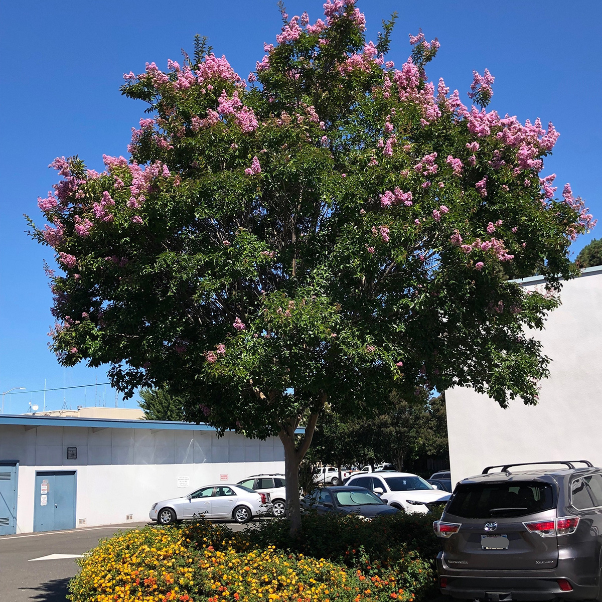 tree with pink blooms at the top