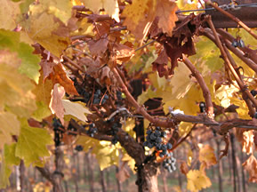 Picture of fall vines.