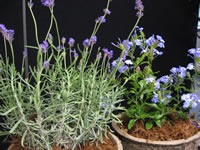Photo of a plant.