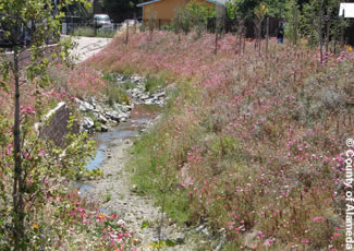 Photo of the restored Peralta Creek.