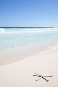 star fish on a beach