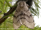 Photo of a female Asian Gypsy Moth.