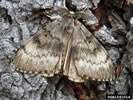 Photo of a male Asian Gypsy Moth.