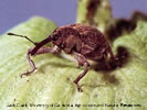 Photo of a brown Boll Weevil on a leaf.