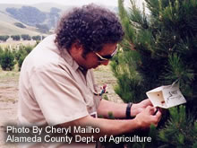 Photo shows an inspector checking a trap at a christmas tree farm.