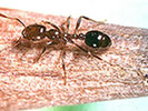 Photo of a Red Imported Fire Ant.