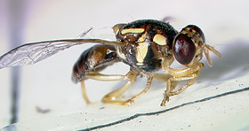 Photo of Guava Fruit Fly