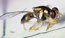 Picture of a Guava Fruit Fly on a sticky insert from a trap.