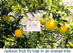 Photo of a citrus tree with a white triangular-shaped Jackson trap hanging from one of the branches.