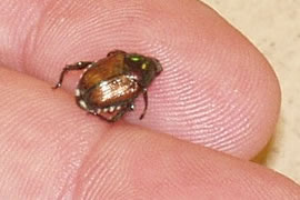 Photo of a Japanese Beetle.