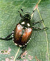 Photo of Adult Japanese Beetle