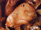 Picture of Khapra Beetle larva damage.