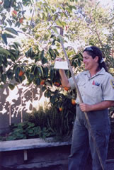 Photo of an inspector checking a home garden.