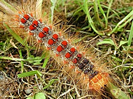 Photo of a gypsy moth caterpillar with red spots on its back.