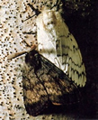 Photo of a gray-brown colored male moth and white colored female moth.