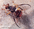 Picture of Oriental Fruit Fly.