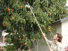 Photo of an inspector placing a trap in a persimmon tree.