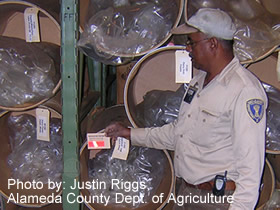 Photo of an inspector checking trogo traps in a spice warehouse.