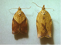 Photo of Light Brown Apple Moths showing the difference between a male and a female.