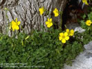 Picture shows the bermuda buttercup which has yellow flowers.