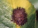 Photo shows a rose leaf with a black spot on it.