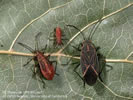 Photo shows 3 small brown-colored bugs on a leaf.