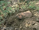 Photo of a brown gopher emerging from it's hole.