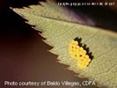 Photo shows a cluster of yellow-colored eggs attached to the underside of a leaf.